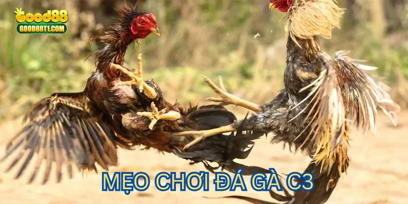 Mẹo dự đoán kê đá hay 