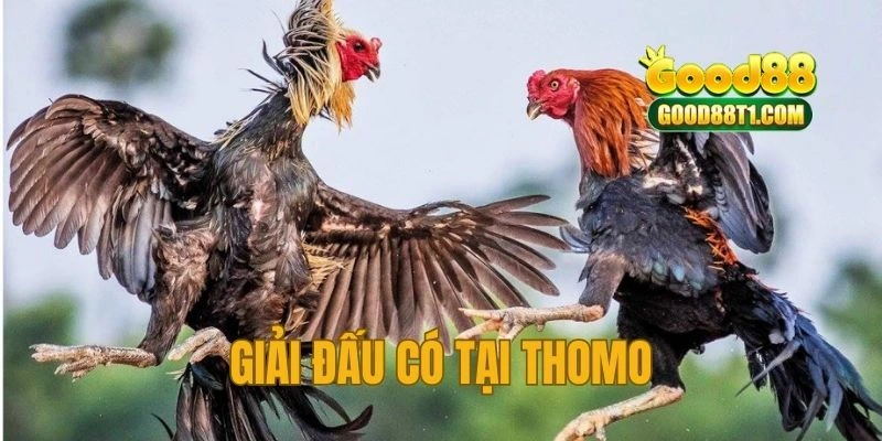 Các giải đấu đá gà Thomo mới nhất