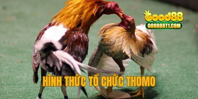 Hình thức tổ chức và vận hành của chọi kê Thomo Good88